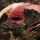 Close-up taken during the post-mortem.